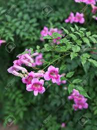 Vine flowers that start with c. Pink Trumpet Vine Or Port St John S Creeper Or Podranea Ricasoliana Or Campsis Radicans Or Trumpet Creeper Or Cow Itch Vine Or Hummingbird Vine Flowers Stock Photo Picture And Royalty Free Image Image