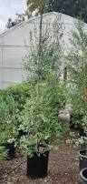 Image result for Pittosporum
