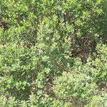 Image result for Searsia lucida