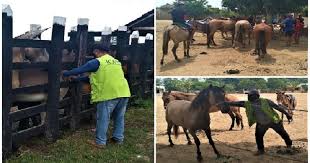La encefalitis equina oriental (eee) es una enfermedad viral poco común pero grave que es transmitida por la picadura de mosquitos infectados y que puede afectar a las personas y a los caballos. Bolivar Se Blinda Contra La Encefalitis Equina Venezolana