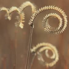 Image result for Ctenium