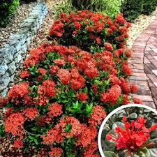 Image result for Ixora nana