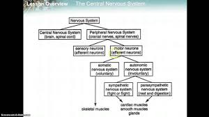 nervous system flowchart youtube