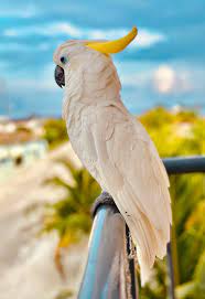 See more ideas about galah cockatoo, cockatoo, australian birds. 1000 Cockatoo Pictures Download Free Images On Unsplash