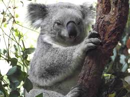 Sydney Australia Animals Pin It Like Image Koala Bear Koala Australia Animals