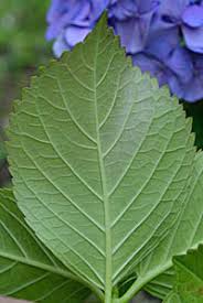 アジサイ Hydrangea Macrophylla アジサイ科 Hydrangeaceae アジサイ属 三河の植物観察