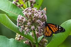 Monarch Waystation Garden Tour