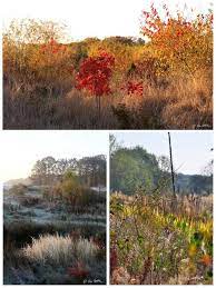 petit traite du jardin punk apprendre a desapprendre eric lenoir editions terre vivante jardins idees jardin potager bio