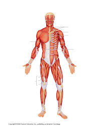 This video provides an introduction to the nervous system and the main compoenents that build up the nervous system. Mrs Stewart S Science Page Class Files Links