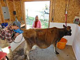 How To Know If Your Cow Is Pregnant – Farm Fresh For Life – Real Food For  Health & Wellness