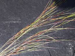 Image result for Aristida meridionalis