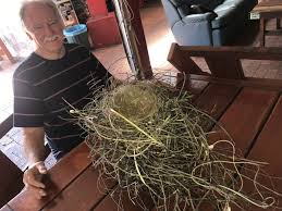 In the magpies nest you will find finely crafted spoon rings, coin rings, heritage silverware jewelry and seriously chunky silver. Steel Magpie Nest Delivers Warning On Bird Life Newcastle Herald Newcastle Nsw