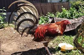 Ayam bangkok memang sudah terkenal dengan keunggulannya. Ayam Filipin Philipina Asli Indukan Import Kab Kebumen Jualo