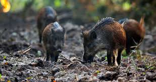 454 free images of wild boar. Face Outbreak Of African Swine Fever Asf In Slovakia