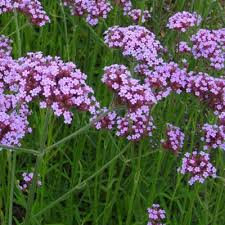 Mais je la taille ou je couche les tiges et ça s enraciné bien autrement ça monte trop. Verveine De Buenos Aires Vente En Ligne De Plants De Verveine De Buenos Aires Pas Cher Leaderplant