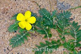 Image result for Zygophyllaceae