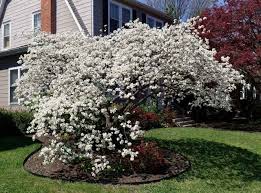 They thrive in open woodland easy to grow, this dogwood is tolerant of most soils, apart from shallow chalk. Silky Dogwood Shrubs For Sale At Tn Online Nursery
