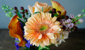 We did not find results for: How To Care For Gerbera Daisies Fiftyflowers