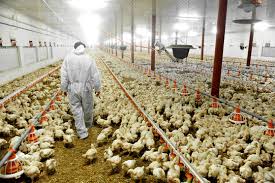 In Colorado, there have been three suspected cases of avian flu among poultry workers.