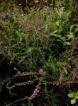 Image result for Erica kingaensis