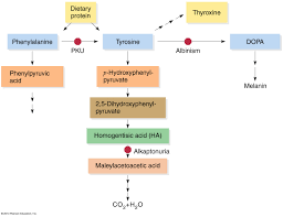 phenylalanine metabolic pathway