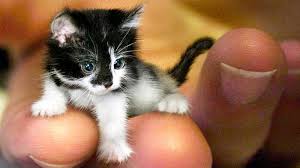 The Smallest Cats In The World Youtube Cute Cats Small Cat Baby Cats