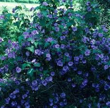 Image result for Abutilon