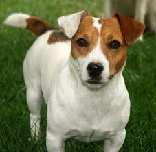Caine De Rasa Jack Russell Terrier Jack Russell Terriers Jack Russell Terrier Susse Hunde Und Katzen
