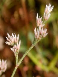 Image result for Polycarpaea corymbosa