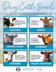 Pin On Cattle