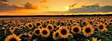 Check spelling or type a new query. Sunflower Field Facebook Cover
