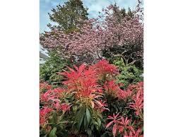 Image result for Pieris japonský bonfire obrázek