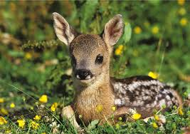 Im sommer legen sie sich ca. Das Reh Wildes Tier Mit Sanften Augen Landkind