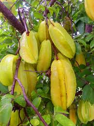 Image result for Averrhoa carambola