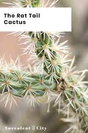 Also known as the hanging cholla, it is native to the south western united states and just like other cacti that have spines, be cautious when repotting as they may end up sticking on you. The Rat Tail Cactus Everything You Need To Know Succulent City Rat Tail Cactus Succulents Cactus