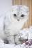 Scottish fold, maine Ideal, exotic kittens for sale