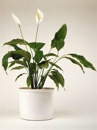 Hoya, also called wax plant or waxflower, is a genus of vining succulent with shiny or fuzzy leaves. The Best And Easiest Indoor Houseplants That Won T Die On You