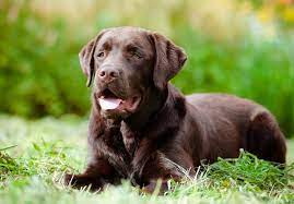 Chocolate labs are dogs that originate from the labrador breed. Chocolate Lab Names A List Of 500 Best Most Popular Names All Things Dogs All Things Dogs