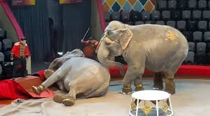 Directorul de la grădina zoologică whipsnade ar fi foarte încântat să ia în grijă elefantul, care a ajuns la o vârstă venerabilă (de obicei elefanţii trăiesc circa 40 de ani). Video Doi ElefanÅ£i Au Devenit Agresivi In Timpul Unui Spectacol De Circ Intr Un OraÈ Din Rusia