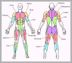 It's time to flex your muscle car muscles and see which ones you can id in this quiz! Body Muscles Names Graph Diagram
