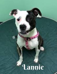 Please contact homeward bound hounds directly to make a donation. Adoption Options Finding Your New Furry Friend Wpbn