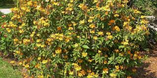 Image result for Crossandra