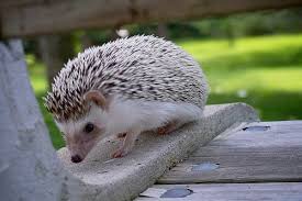 Pin By Otto Maas On Cute Things Hedgehog Pet Hedgehog Animals