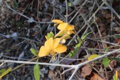 Image result for Pseudocalyx saccatus