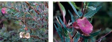 Image result for Triaspis hypericoides