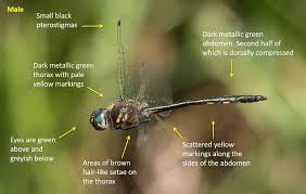 Image result for Odontosoria africana