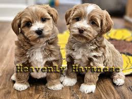 Havanese Puppies | Heavenly Havanese, Imlay City, Michigan