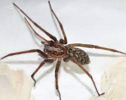 Die grosse winkelspinne sitzt häufig tagsüber reglos in ihrer trichterförmigen wohnröhre, die sich in ecken oder dunklen winkeln verbergen. Grosse Winkelspinne Bund Naturschutz In Bayern E V