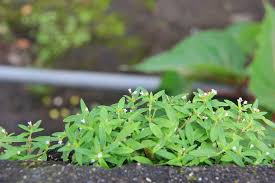 Image result for Oldenlandia fastigiata