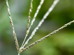 Image result for Digitaria compressa